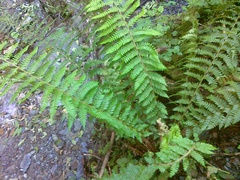 Polystichum × luerssenii