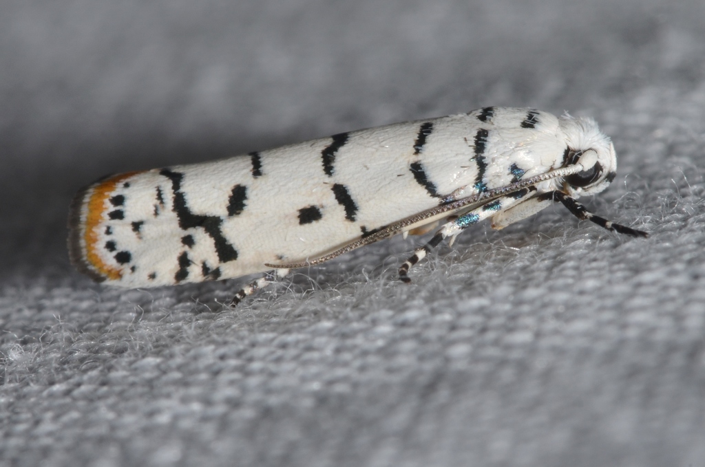 Ladder-backed Ethmia Moth