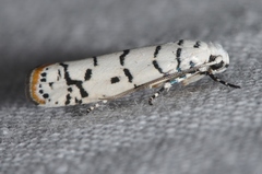Ladder-backed Ethmia Moth