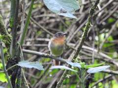 Leptopogon rufipectus