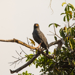 Buteogallus schistaceus