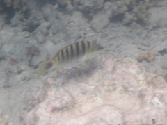 Lutjanus semicinctus