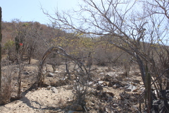 Erythrina flabelliformis
