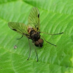Chrysopilus cristatus
