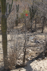 Erythrina flabelliformis
