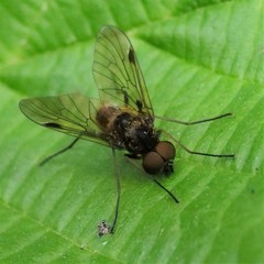 Chrysopilus cristatus