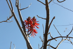 Erythrina flabelliformis