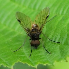 Chrysopilus cristatus