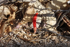 Erythrina flabelliformis