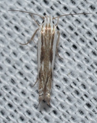 Pseudopostega