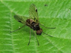 Chrysopilus cristatus