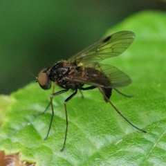 Chrysopilus cristatus