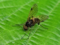 Chrysopilus cristatus