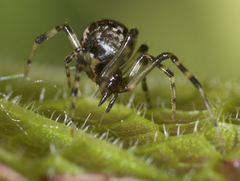 Parasteatoda tabulata