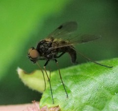 Chrysopilus cristatus