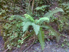 Polystichum × luerssenii