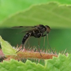 Chrysopilus cristatus