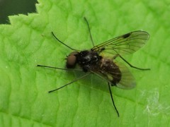 Chrysopilus cristatus