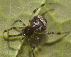 Parasteatoda tabulata
