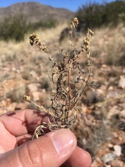 Hedosyne ambrosiifolia