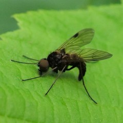 Chrysopilus cristatus