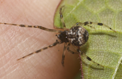 Parasteatoda tabulata