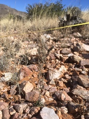 Hedosyne ambrosiifolia