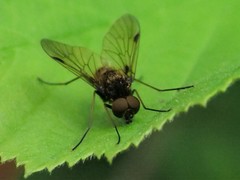 Chrysopilus cristatus