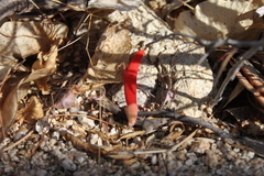 Erythrina flabelliformis
