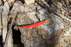 Erythrina flabelliformis