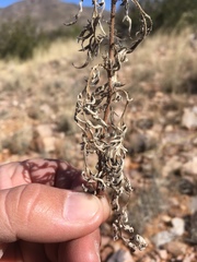 Hedosyne ambrosiifolia