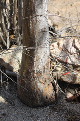Erythrina flabelliformis