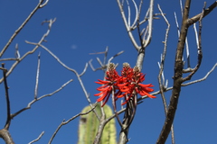 Erythrina flabelliformis