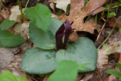 Trillium decumbens