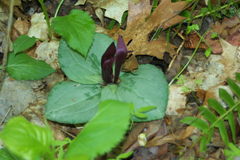 Trillium decumbens