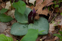 Trillium decumbens