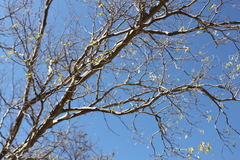 Odocoileus hemionus peninsulae