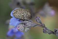 Psacasta exanthematica