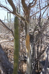 Odocoileus hemionus peninsulae