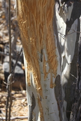Odocoileus hemionus peninsulae
