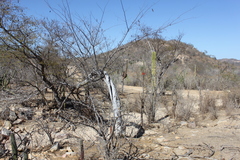 Erythrina flabelliformis