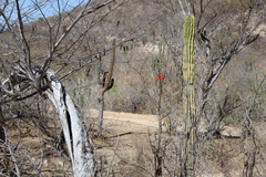 Erythrina flabelliformis