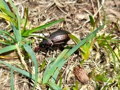 Carabus arvensis