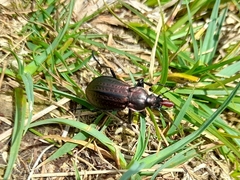 Carabus arvensis
