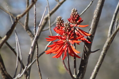 Erythrina flabelliformis