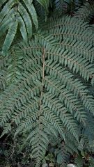 Cyathea colensoi