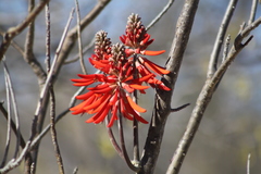 Erythrina flabelliformis