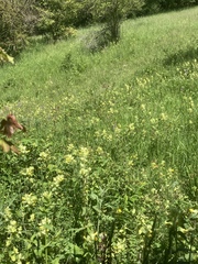 Rhinanthus alectorolophus