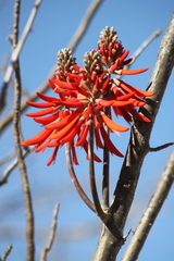 Erythrina flabelliformis