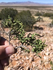 Juniperus arizonica